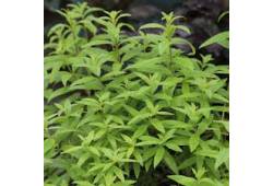 Verbena citrónová - Aloisie (Lippia citriodora)