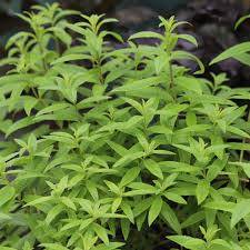 Verbena citrónová - Aloisie (Lippia citriodora)