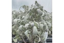 Salvia officinalis  Snowflake ('Sněhová vločka') š..