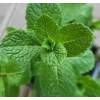 Máta kubánská - Mentha x villosa 'Cubanito'