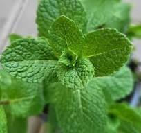 Máta kubánská - Mentha x villosa 'Cubanito'