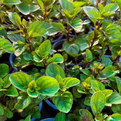 Máta limetková - Mentha piperita var. citrata 'Lime'