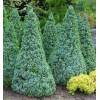 Picea glauca 'Sander´s Blue' - Smrk sivý 