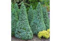 Picea glauca 'Sander´s Blue' - Smrk sivý