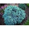 Juniperus squamata Blue Star -jalovec šupinatý 