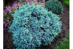 Juniperus squamata Blue Star -jalovec šupinatý