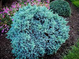 Juniperus squamata Blue Star -jalovec šupinatý 