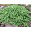 Juniperus communis 'GREEN CARPET' - jalovec obecný