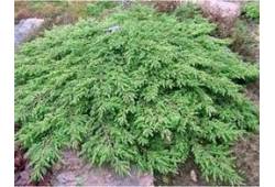 Juniperus communis 'GREEN CARPET' - jalovec obecný