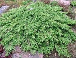 Juniperus communis 'GREEN CARPET' - jalovec obecný