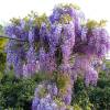 Wisteria sinensis 'PROLIFIC' - Vistárie čínská 'Prolific'