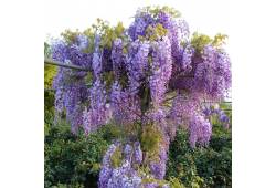 Wisteria sinensis 'PROLIFIC' - Vistárie čínská 'Pr..