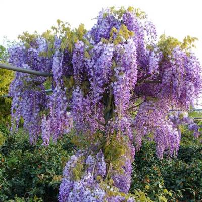 Wisteria sinensis 'PROLIFIC' - Vistárie čínská 'Prolific'