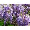 Wisteria macrostachya 'Blue Moon' - Vistárie velkokvětá 