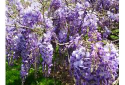 Wisteria macrostachya 'Blue Moon' - Vistárie velko..