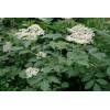 Bez černý (Sambucus nigra)