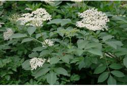 Bez černý (Sambucus nigra)