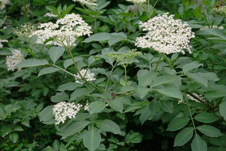 Bez černý (Sambucus nigra)