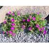 Delosperma - kosmatec fialový