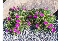 Delosperma - kosmatec fialový