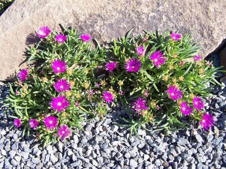 Delosperma - kosmatec fialový