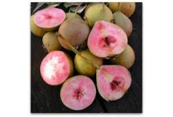 Hrušeň SANGUINOLE - letní odrůda s červenou dužnin..