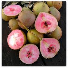 Hrušeň SANGUINOLE - letní odrůda s červenou dužninou