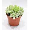 Crassula Rusby variegata - Tlustice (9x9x10 cm)