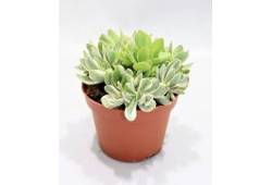 Crassula Rusby variegata - Tlustice (9x9x10 cm)