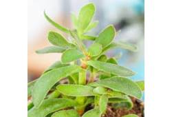 Crassula Rusby