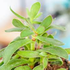 Crassula Rusby 
