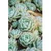 Echeveria elegans - DUŽNATKA OZDOBNÁ, Echevérie (3cm)