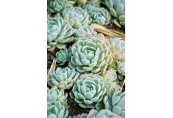Echeveria elegans - DUŽNATKA OZDOBNÁ, Echevérie (3..