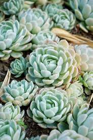 Echeveria elegans - DUŽNATKA OZDOBNÁ, Echevérie (3cm)