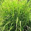 Miscanthus sin. ZWERG ZEBRA - Ozdobnice čínská