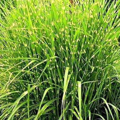Miscanthus sin. ZWERG ZEBRA - Ozdobnice čínská