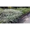 HELICHRYSUM PETIOLARE &quot;SILVER NANA&quot;