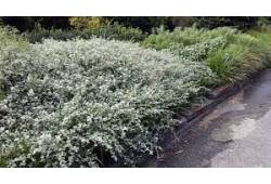HELICHRYSUM PETIOLARE "SILVER NANA"