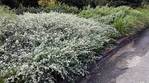 HELICHRYSUM PETIOLARE "SILVER NANA"