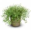 Ziziphora clinopodioides 'High Mountain Mint' - Turecký mentolový keřík