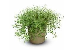 Ziziphora clinopodioides 'High Mountain Mint' - Tu..