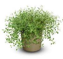 Ziziphora clinopodioides 'High Mountain Mint' - Turecký mentolový keřík