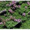 Thymus serpyllum 'Pink Chintz' - mateřídouška
