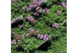 Thymus serpyllum 'Pink Chintz' - mateřídouška