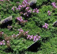 Thymus serpyllum 'Pink Chintz' - mateřídouška