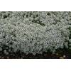 Thymus serphyllum &quot; Snowdrift &quot; - mateřídouška