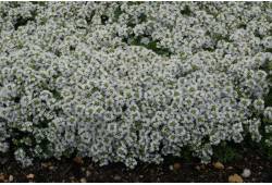 Thymus serphyllum " Snowdrift " - mateřídouška