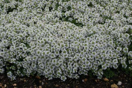 Thymus serphyllum " Snowdrift " - mateřídouška
