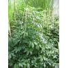 Gynostemma pentaphyllum - gynostema pětilistá, jiaogulan, ženšen