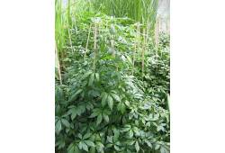 Gynostemma pentaphyllum - gynostema pětilistá, jia..